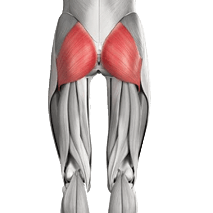 Gluteus Maximus - muscles targeted by hip thrust machine